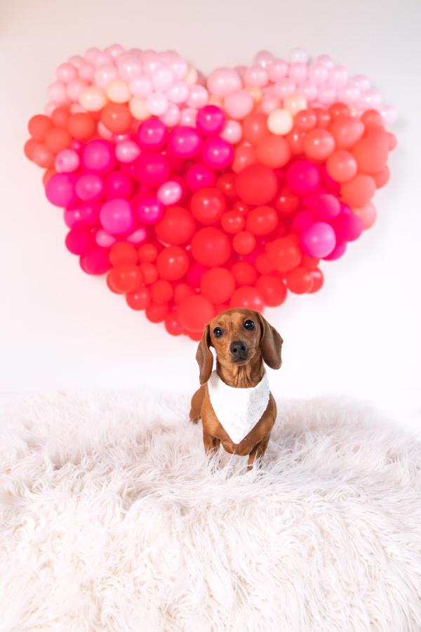 /Images/uploads/Mid County Chamber of Commerce/pet-mayor-2022/entries/24275thumb.jpg